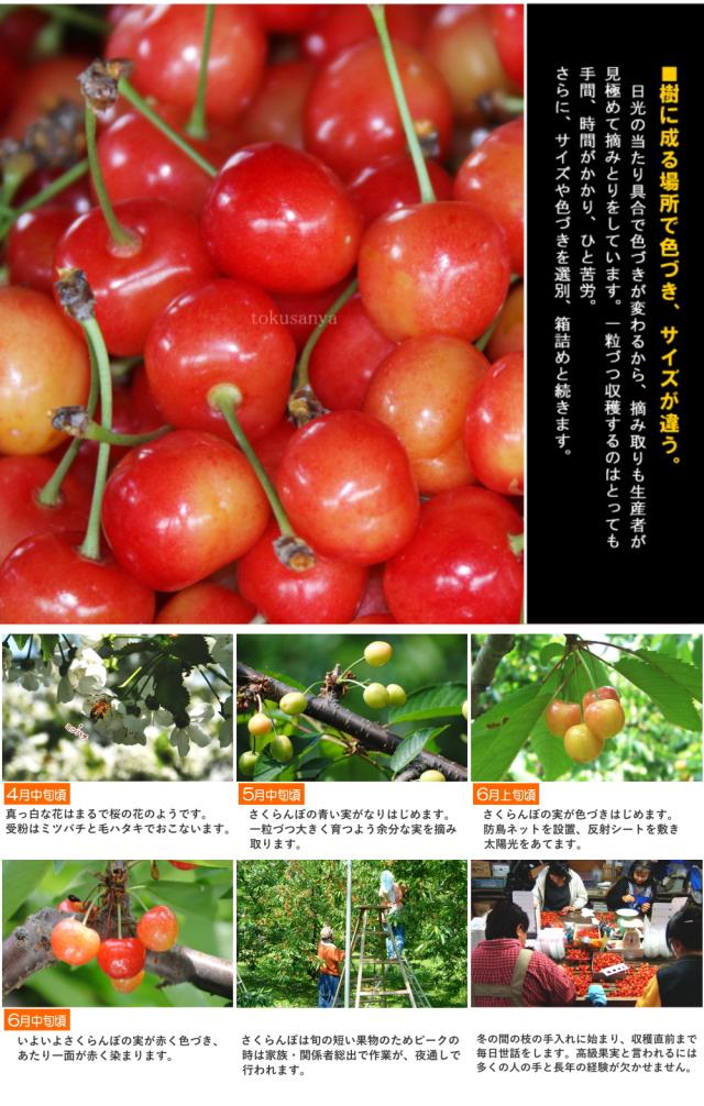 【6月中旬頃から出荷予定/予約販売】送料無料【露地栽培】さくらんぼ　まかない　訳あり　1kg　バラ詰め　大粒LLサイズ　山形県産/ 沖縄.離島配送不可 wroji_6