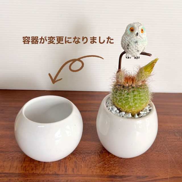 受注生産品】ふくろう 丸サボテン sp-wh 観葉植物 さぼてん カクタス