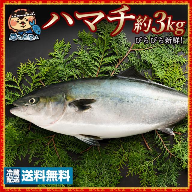 ハマチ はまち (生) 1尾 約3kg 冷蔵 [送料無料 神経抜き 鮮魚 魚 刺身 塩焼き 照り焼 煮付け から揚げ ] グルメ 【海産物】｜au  PAY マーケット