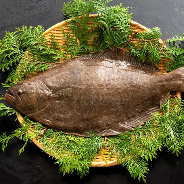 ヒラメ ひらめ 生 1尾 約1kg 1 2kg 冷蔵 送料無料 神経抜き 鮮魚 平目 魚 刺身 グルメ 海産物 の通販はau Pay マーケット ぼくの玉手箱屋ー