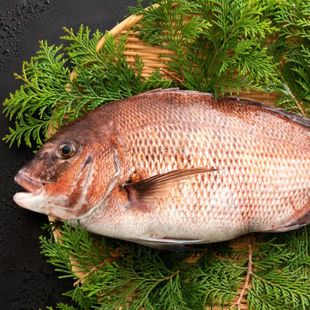 真鯛 タイ 養殖 (生) 1尾 約1.5kg 冷蔵 [送料無料 鮮魚 たい タイ 神経抜き 白身 魚 刺身 結納・お祝いにも欠かせない お食い初め ]  グル｜au PAY マーケット