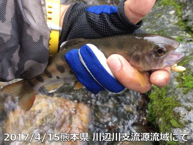 ソフトルアー ワーム ぶどう虫 どんぐり虫 10匹セット 渓流釣り ヤマメ イワナ アマゴ ニジマス サクラマス サツキマス 釣り具の通販はau Pay マーケット アドバンスワークス