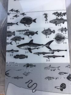 サカナクション　魚図鑑