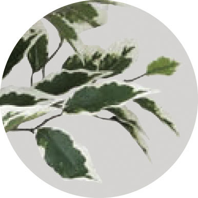 アートグリーン フェイクグリーン 人工観葉植物 光触媒 光の楽園 ベンジャミンツリー斑入り1.6 153K430_1