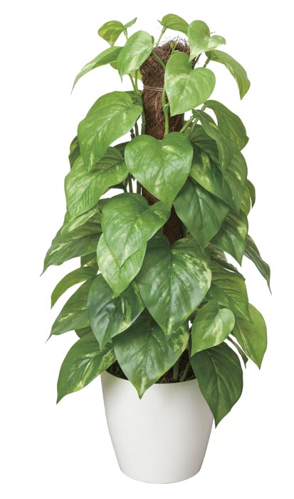 アートグリーン 人工観葉植物 光触媒 光の楽園 フレッシュポールポトス 382K60の通販は 6,600円