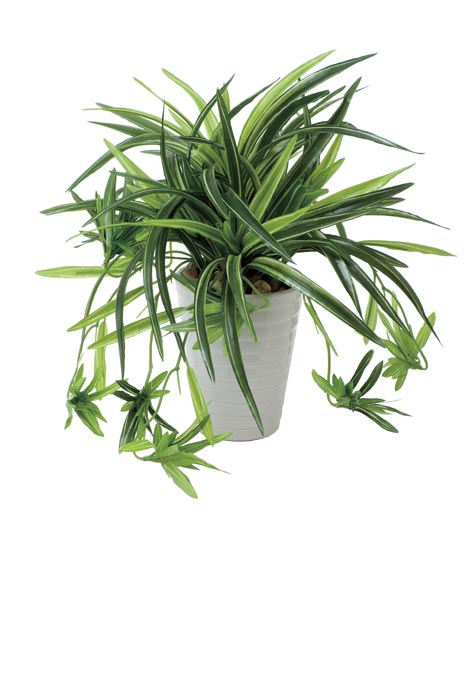 アートグリーン 人工観葉植物 光触媒 光の楽園 ドラセナ丸ポット 439A60 の通販は