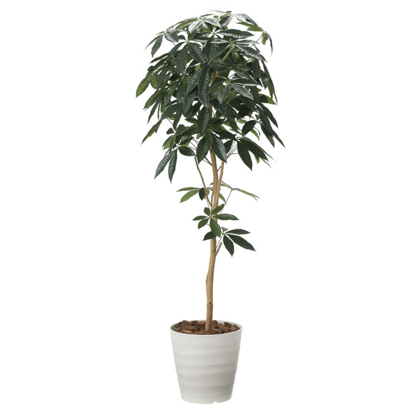 アートグリーン フェイクグリーン 人工観葉植物 光触媒 光の園 クロモジ1.6 2415A260 光触媒 観葉植物 人工植物 フェイクグリーン アートグリーン 造花 グリーン 人工観葉植物 抗菌 オフィス ナチュラル ディスプレイ 玄関 カフェ  消臭 インテリア お祝い おしゃれ 贈り物 店舗 リビング ダイニング プレゼント 引っ越し祝い 新築祝い 幸福の木 フェイクグリーン 観葉植物