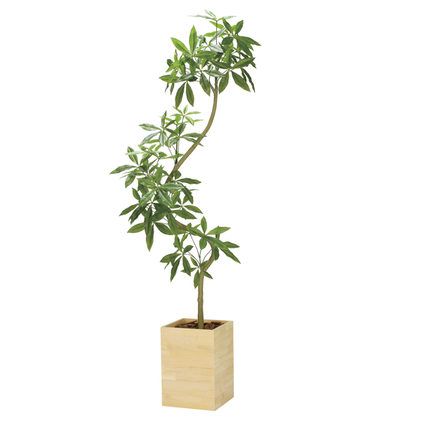 光の楽園(2025年版) フレッシュマネーツリー 品番：2222A150 高さ