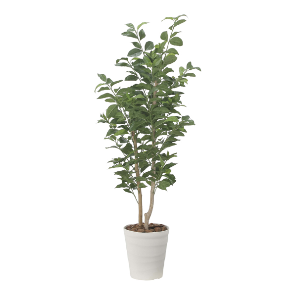 光の楽園(2025年版) ナチュラルねむの木1.6 品番：2517A570 高さ