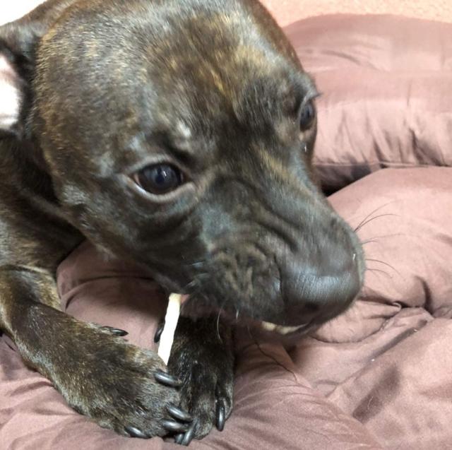 国産 無添加 無着色 デンタルスティック お徳用 0本 50本 4袋 犬用 歯磨きガム はみがきガム ペット 犬用おやつ の通販はau Pay マーケット 馬油store