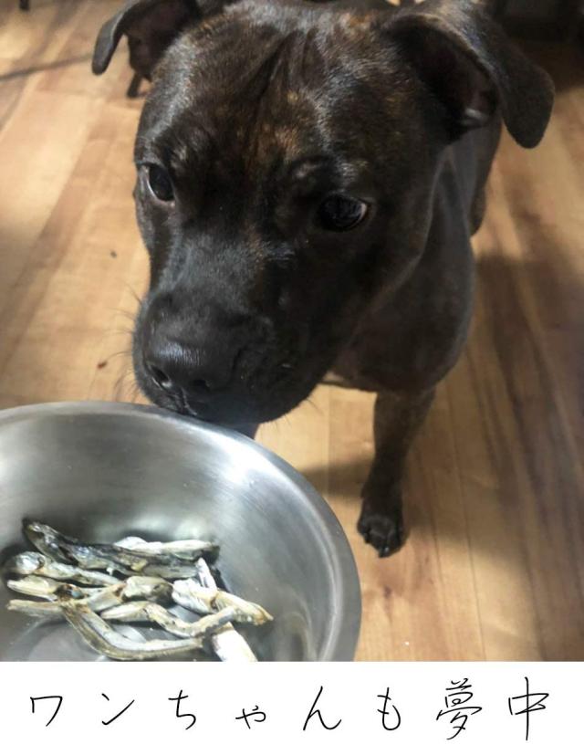 国産 無添加 無着色 デンタルスティック お徳用 0本 50本 4袋 犬用 歯磨きガム はみがきガム ペット 犬用おやつ の通販はau Pay マーケット 馬油store