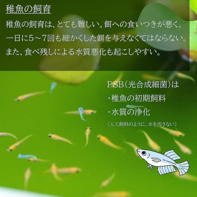 ☆高濃縮 生クロレラ原液60 メダカの飼育 色っぽく psb 金魚 熱帯魚 稚魚の水43 売買されたオークション情報 落札价格 【au  payマーケット】の商品情報をアーカイブ公開