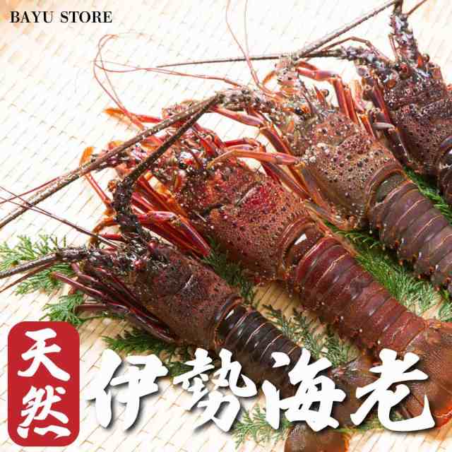 天然 伊勢海老【千葉県 房総産】生食用 約900g-1kg (8〜12尾) 濃厚な甘み 刺身 お刺身 エビ 海老 冷凍 敬老の日 お歳暮