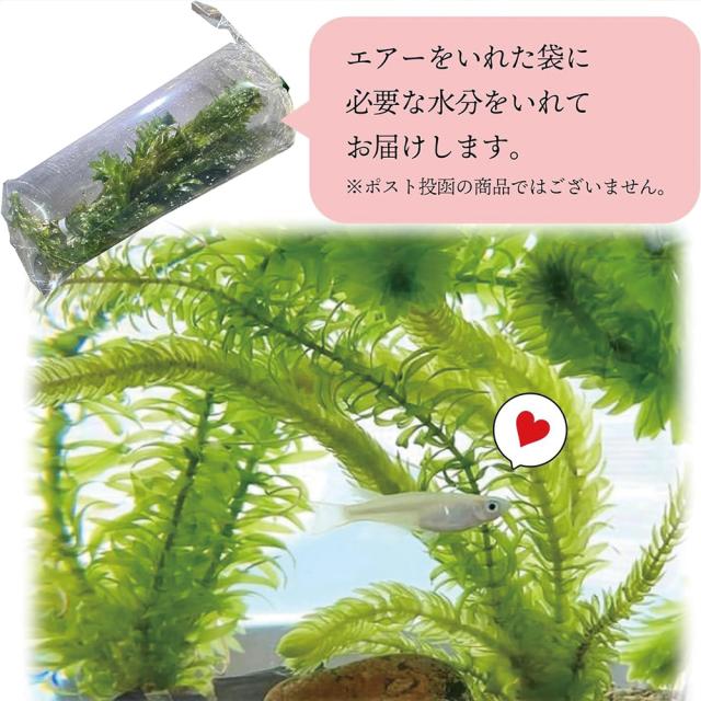 アナカリス5本ネコポス発送 違い