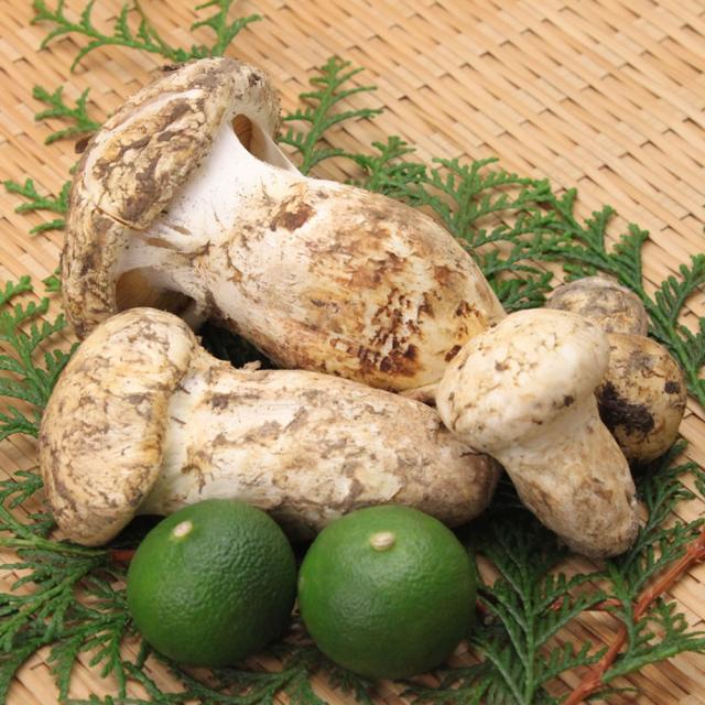 国産(北海道産)マツタケ　420g 国産(北海道産)マツタケ 420g 北米産 松茸 超特選 約250g 3〜7本