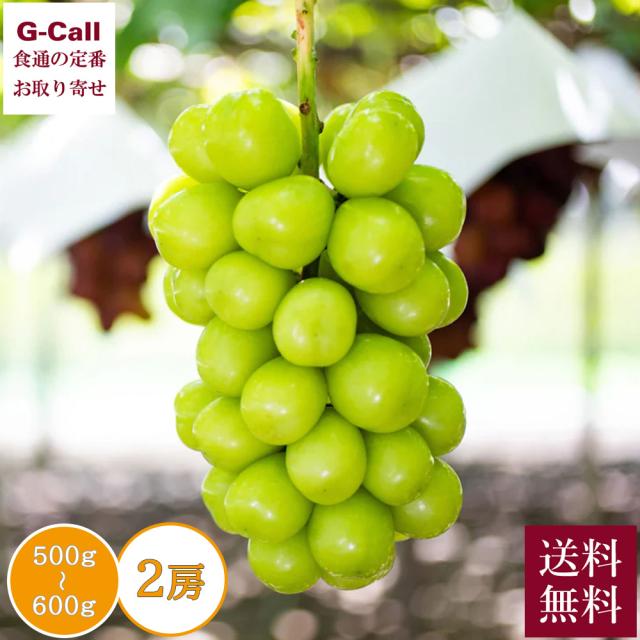Inakakara Farm to Table 農林水産大臣賞受賞農園 荻野さんの温室シャインマスカット 500g〜600g 2房 7月中旬〜8月中旬出荷 沖縄・離島配送不可 送料無料 ぶどう