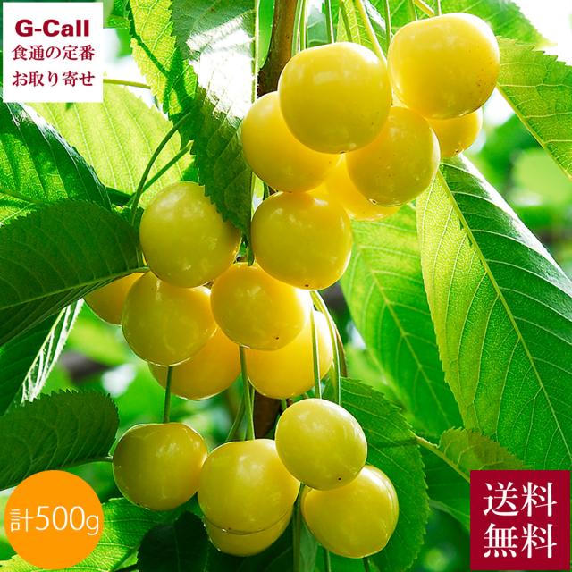大橋さくらんぼ園 さくらんぼ月山錦 500g 7月上旬〜7月下旬頃出荷 送料無料 果物 フルーツ サクランボ チェリー ギフト 贈答 産地直送