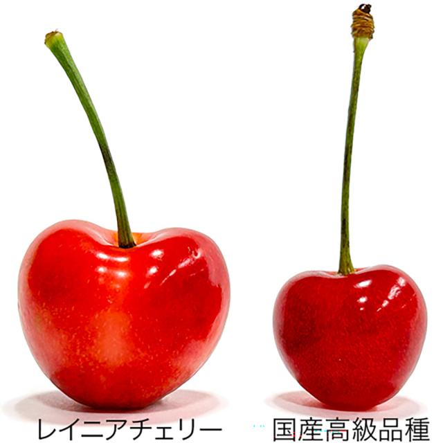 ワシントン州産 レイニアチェリー 約1kg 送料無料 7月上旬から7月中旬出荷 イエローボックス又は黒化粧箱 果物 アメリカ オービルフルーツ UVIL FRUIT GEE WHIZ_3