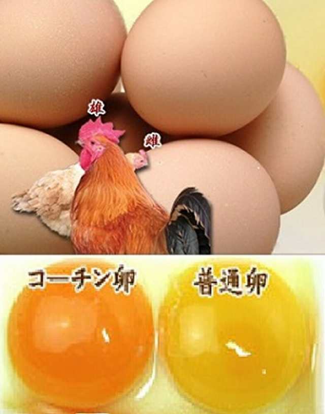 菓宗庵 名古屋コーチンカステラ 2本入 北海道/四国/九州・沖縄送料別 濃厚 弾力 もっちり 和モダン 名古屋コーチン卵 贈り物 ギフト お取り寄せ の通販は 菓宗庵 名古屋コーチンカステラ 2本入 北海道/四国/九州・沖縄送料別 濃厚 弾力 もっちり 和モダン 名古屋コーチン卵 贈り物 ギフト お取り寄せ の通販は