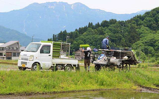 まつえんどん みわ農園 令和7年産 南魚沼産コシヒカリ 精米20kg 5kg×4袋 指定日不可 送料無料 白米 お米 粘り気 新潟県 産地直送 ご飯_9