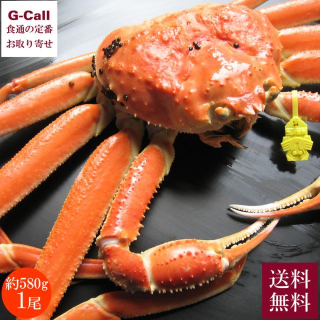 【指定日必須】JF福井漁連 越前がに 580g前後 1尾 送料無料 カニ 蟹 シーフード かに 魚介 越前ガニ ずわいがに ズワイガニ 福井県 新鮮 産地直送 御祝 贈答