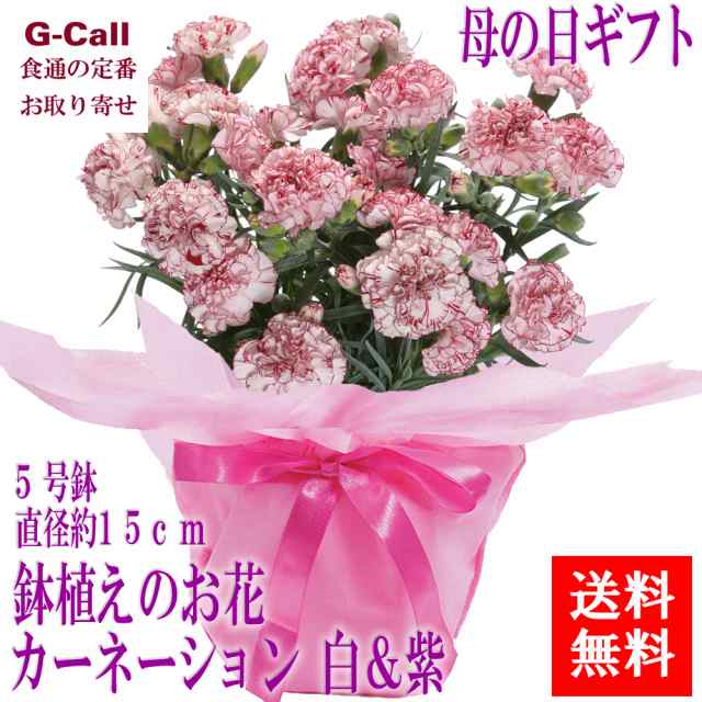 送料無料 母の日ギフト 鉢植えのお花 カーネーション 白 紫の通販はau Pay マーケット G Call 食通の定番 お取り寄せ