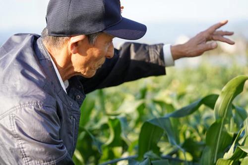 Inakakara Farm to Table 山梨県産とうもろこし 金蜜ゴールド 20本 5月下旬〜8月中旬発送 指定日不可 沖縄・離島お届け不可 送料無料 産地直送 高糖度 コーン_4