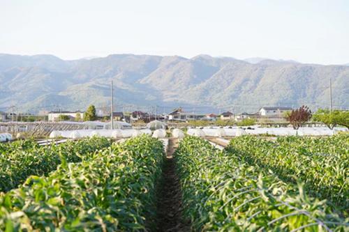 Inakakara Farm to Table 山梨県産とうもろこし 金蜜ゴールド 20本 5月下旬〜8月中旬発送 指定日不可 沖縄・離島お届け不可 送料無料 産地直送 高糖度 コーン_5