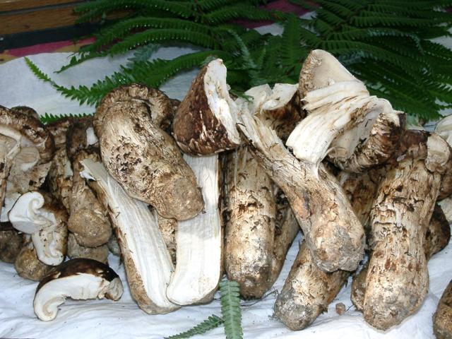天助 国産 まつたけ ふぞろいまつたけ 400g 9月中旬から10月下旬出荷 指定日不可 送料無料 松茸 マツタケ きのこ 規格外 生鮮 炊き込みご飯 スダチ付き_7