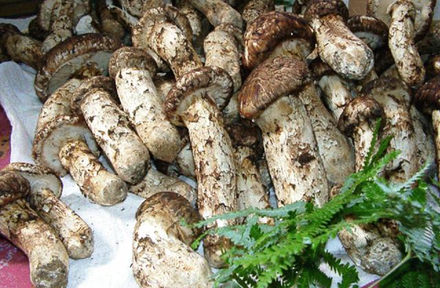 天助 国産 まつたけ 大容量 1kg 9月中旬から10月下旬出荷 指定日不可 送料無料 松茸 マツタケ きのこ 高級 生鮮 松茸尽くし つぼみ松茸 開き スダチ付き 贈答_3