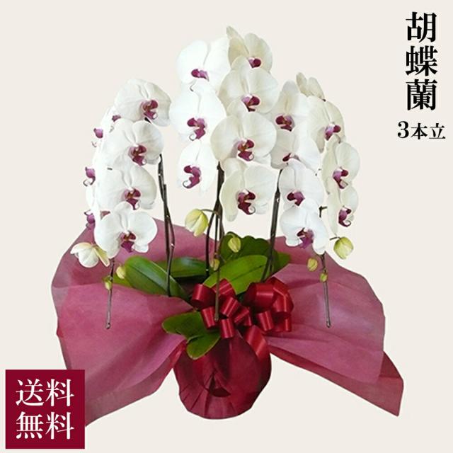 胡蝶蘭 スタンダード 3本立 赤リップ 送料無料 alon alon アロンアロン お祝い フラワーギフト コチョウラン 鉢花 観葉植物 贈答 贈り物