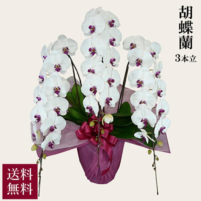 直送 人工観葉植物 ■鉢付き　ピュアオーキッド５本立　ＢＫ　クリームホワイト　 ZV06500B-001※返品 代引不可 造花ギフト 胡蝶蘭 鉢 ピュアオーキッド 5本立 東京堂 フロア用グリーン 通販モノタロウ