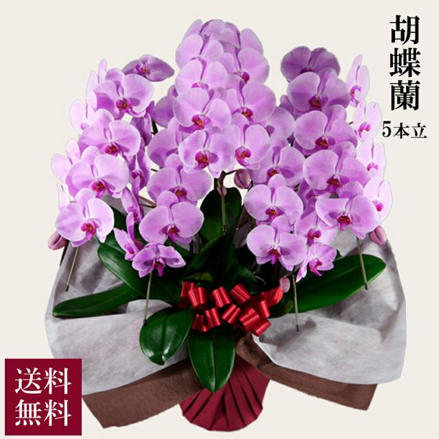 胡蝶蘭 スタンダード 5本立 ピンク 送料無料 alon alon アロンアロン お祝い フラワーギフト 贈答 贈り物
