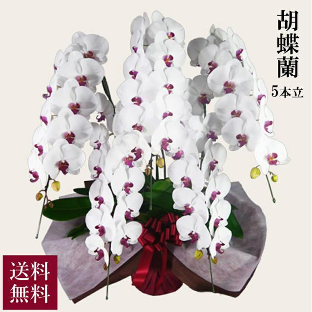 胡蝶蘭 ハイグレード 5本立 赤リップ 送料無料 alon alon アロンアロン お祝い フラワーギフト 贈答 贈り物