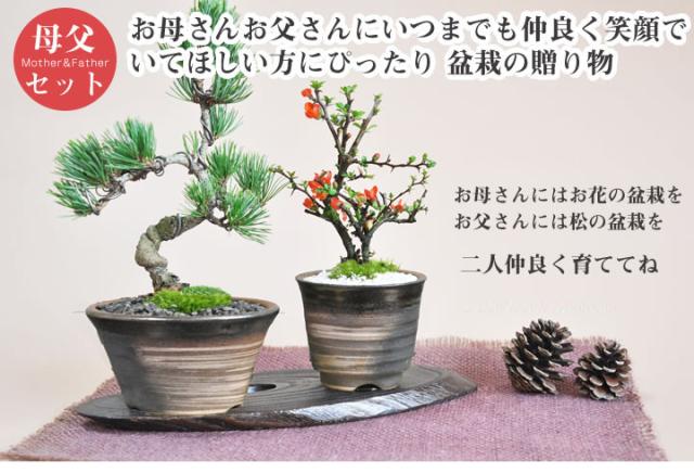 盆栽 ペアセット 長寿梅と五葉松【盆栽 ペアセット 初心者向け 花盆栽 松盆栽 縁起の良い】_1