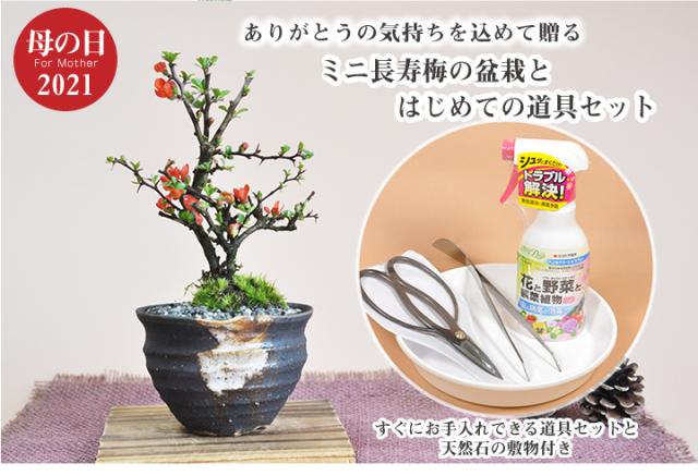 母の日ギフト かわいいミニ長寿梅の盆栽とはじめての道具セット 天然石の敷物付 盆栽 ミニ盆栽 ペアセット 初心者向け 縁起の良い花盆栽の通販はau Pay マーケット 盆栽妙