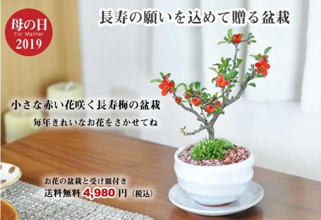 盆栽の育て方冊子 肥料付 プレゼント 花 鉢植え ギフト 盆栽 お祝い ラッピング 母の日 Hd 長寿梅小 万古焼白丸鉢 受け皿付きの通販はau Pay マーケット 盆栽妙