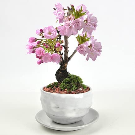 遅れてごめんね母の日 5月に開花 満開ミニ桜 遅咲き桜 万古焼陶器鉢 受け皿付き 桜 盆栽 ミニ盆栽の通販は 6,134円