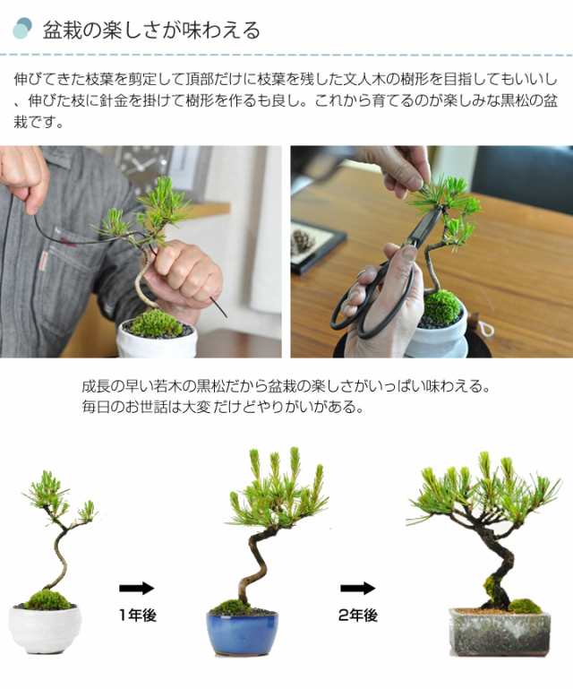 折鶴盆栽 松 3mm - 観葉植物