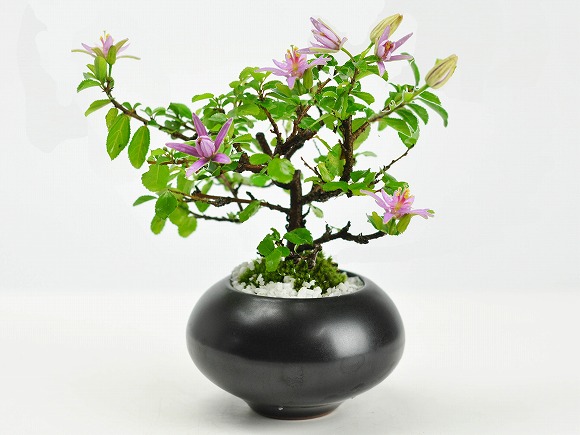 盆栽 枝ぶりのよい睡蓮木 黒丸陶器鉢 受け皿付き ミニ盆栽 父の日 ギフト プレゼント 贈り物の通販は 5,724円