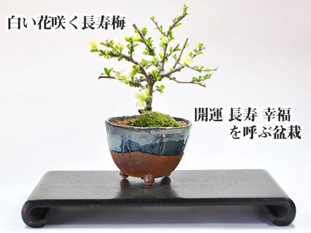 盆栽 花 長寿梅 白花 信楽鉢 受け皿付き 人気 ランキング 60代 70代 可愛い 新しい ギフト 鉢植え ボンサイ の通販はau Pay マーケット 盆栽妙