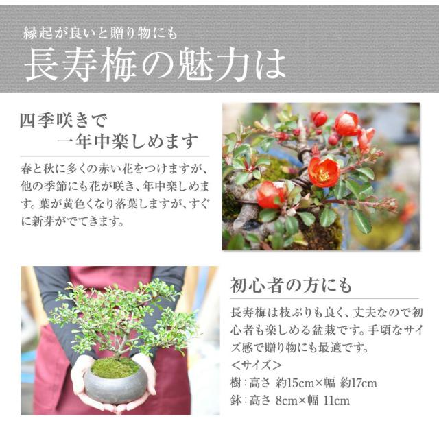 盆栽 花 特選 長寿梅 赤花 黒金彩丸鉢【立派 人気 ランキング 60代 70代 新しい 趣味 可愛い ボンサイ 和】_1