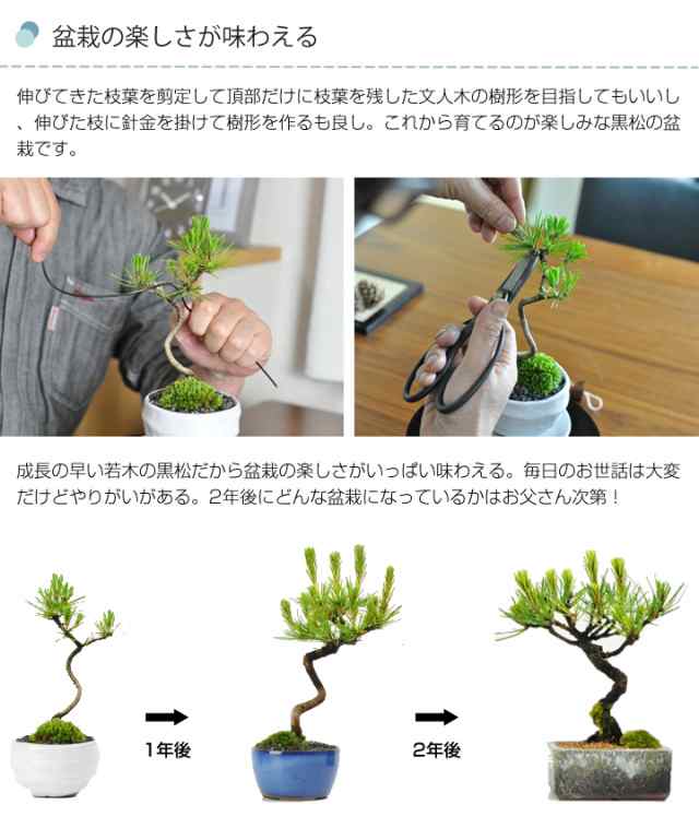 黒松（２本セット）樹齢40年　ミニ盆栽