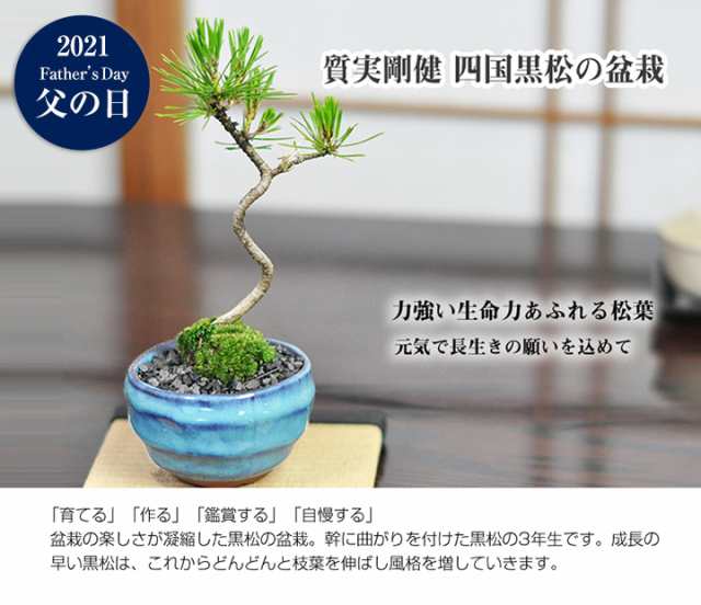 父の日 盆栽 松 ミニ 黒松 樹齢 3年 天然石の敷物付き ギフト 人気 ランキング 60代 70代 贈り物 鉢植 和 伝統 祝い の通販はau Pay マーケット 盆栽妙