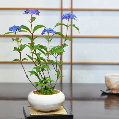 アジサイ 藍姫 白丸和鉢【紫陽花の盆栽 藍姫 白丸和鉢 園芸で人気の花