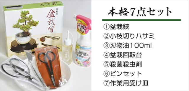 盆栽 花 特選 長寿梅 赤花 黒金彩丸鉢【立派 人気 ランキング 60代 70代 新しい 趣味 可愛い ボンサイ 和】_10