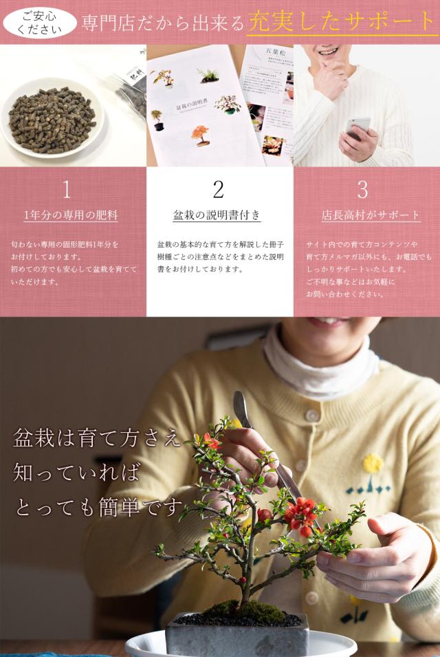 盆栽 ペアセット 長寿梅と五葉松【盆栽 ペアセット 初心者向け 花盆栽 松盆栽 縁起の良い】_5