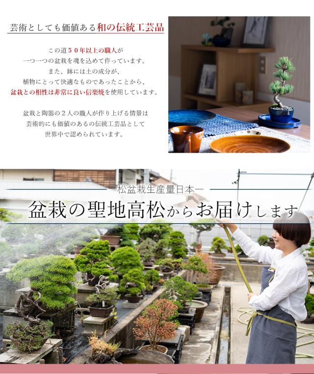 盆栽 ペアセット 長寿梅と五葉松【盆栽 ペアセット 初心者向け 花盆栽 松盆栽 縁起の良い】_6