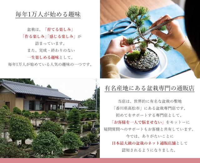 盆栽 ペアセット 長寿梅と五葉松【盆栽 ペアセット 初心者向け 花盆栽 松盆栽 縁起の良い】_7