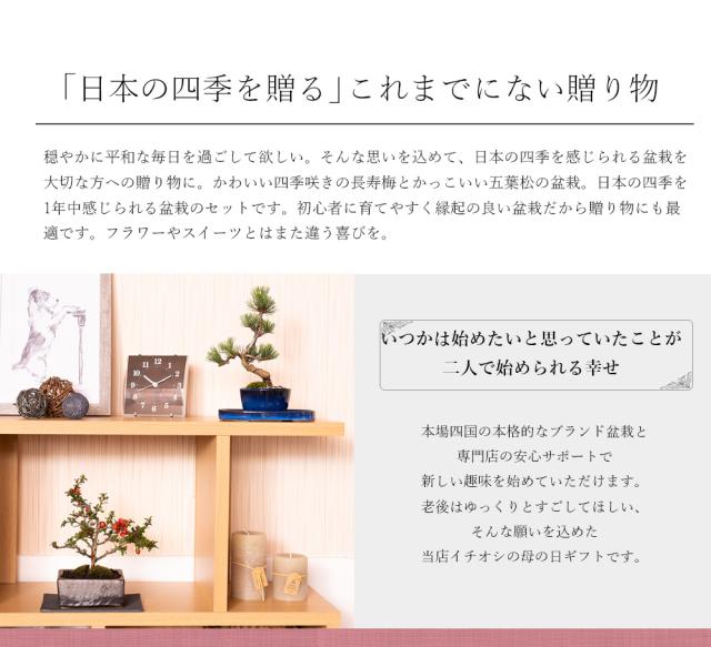 盆栽 ペアセット 長寿梅と五葉松【盆栽 ペアセット 初心者向け 花盆栽 松盆栽 縁起の良い】_2